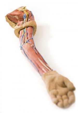 Model of Upper Limb