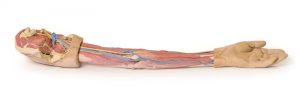 Model of Upper Limb - Image 7