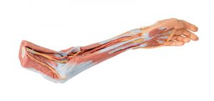 Upper Limb Elbow Forearm and Hand