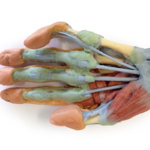 Model of Forearm and Hand Deep Dissection