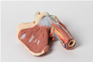 Model of Shoulder Deep Dissection of the Left Shoulder Joint - Image 4