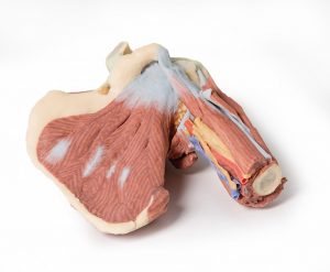 Model of Shoulder Deep Dissection of the Left Shoulder Joint - Image 2