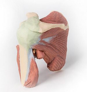 Model of Shoulder Deep Dissection of the Left Shoulder Joint - Image 3