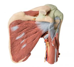 Model of Shoulder Deep Dissection of the Left Shoulder Joint