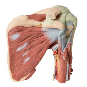 Model of Shoulder Deep Dissection of the Left Shoulder Joint