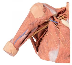 Model of Right Shoulder Axilla Uper Part of Thorax