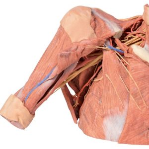 Model of Right Shoulder Axilla Uper Part of Thorax