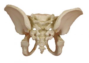 Pelvis of a 5 year Old Child - Image 2