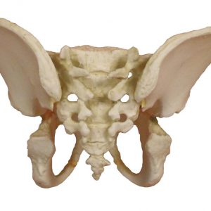 Pelvis of a 5 year Old Child