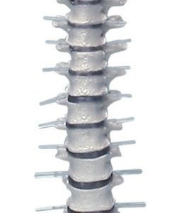 Cervical Vertebral Column with Stand MA01026