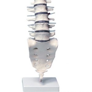 Lumbar Vertebral Column with Stand