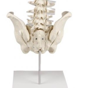 Lumbar Spine with Pelvis