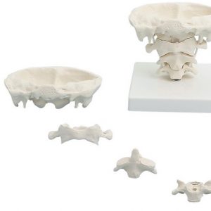 Head Articulations Natural Size with Stand