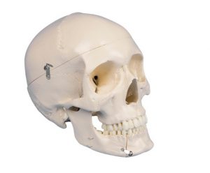 Dental Skull 4 Part - Image 2