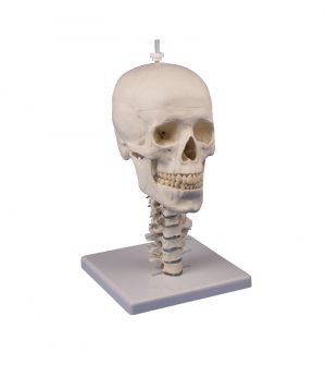 Skull Stand Cervical Spine