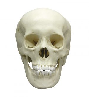 Adolescent Skull Female