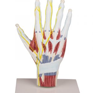 Hand Anatomy Structure Model