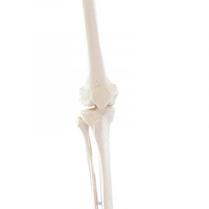 Skeleton of Leg