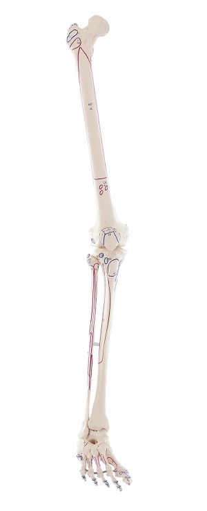 Skeleton of Leg with Muscle Marking