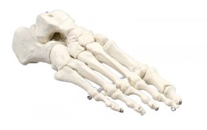 Skeleton of Foot