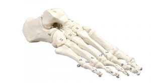 Skeleton of Foot Numbered