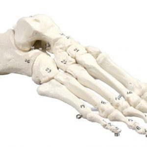 Skeleton of Foot Numbered