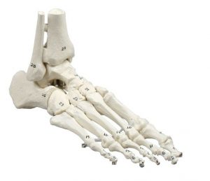 Skeleton of Foot with Tibia and Fibula Insertion Numbered
