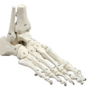 Skeleton of Foot with Tibia and Fibula Insertion Numbered