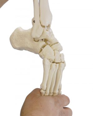 Skeleton of Foot with Tibia and Fibula Insertion Flexible - Image 2
