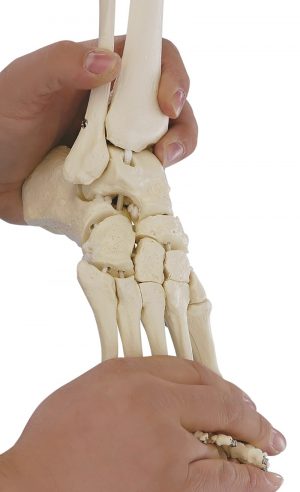 Skeleton of Foot with Tibia and Fibula Insertion Flexible