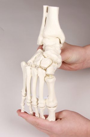 Skeleton of Foot with Tibia and Fibula Insertion Flexible - Image 4