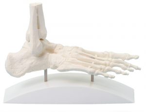 Foot Skeleton Block Model