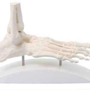 Foot Skeleton Block Model