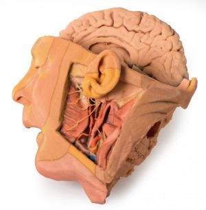 Head and Neck - Image 2