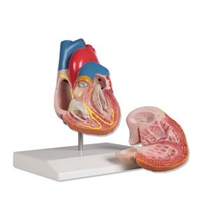 Heart Model 2 Part with Conducting System