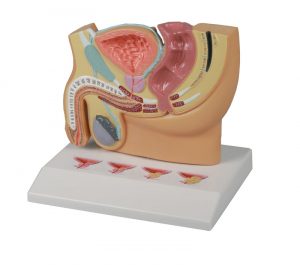 Male Pelvis Section with PBH