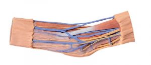 Cubital Fossa Muscles Large Nerves and the Brachial Artery