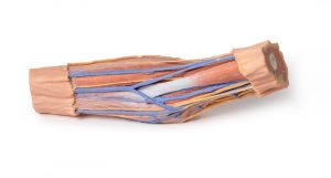 Cubital Fossa Muscles Large Nerves and the Brachial Artery