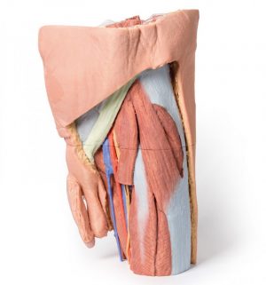 Male Left Pelvis and Proximal Thigh AM01238 - Image 2