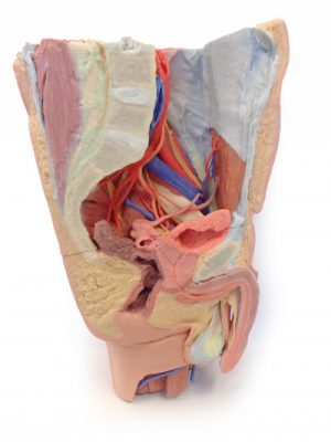 Male Left Pelvis and Proximal Thigh AM01238 - Image 3