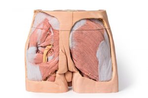 Male Pelvis Model