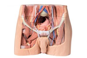 Male Pelvis Model