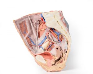 Female Right Pelvis - Image 2