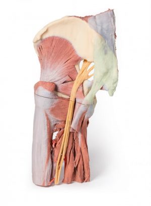 Lower Limb Deep Dissection of a Left Pelvis and Thigh AM01114 - Image 2