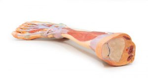 Lower Limb Deep Dissection - Image 2
