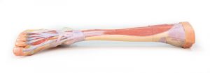 Lower Limb Deep Dissection - Image 3