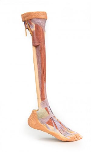 Lower Limb Deep Dissection
