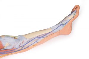 Lower Limb Superficial Dissection with Male Left Pelvis - Image 3