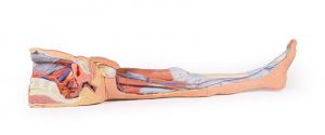Lower Limb Superficial Dissection with Male Left Pelvis - Image 4