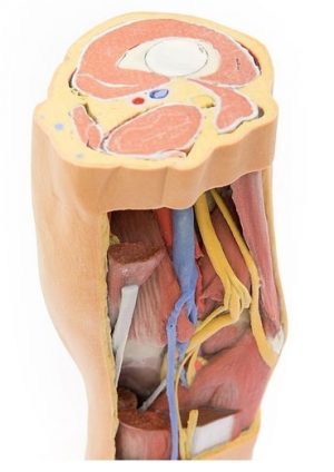 Popliteal Fossa Distal Thigh and Proximal Leg - Image 2